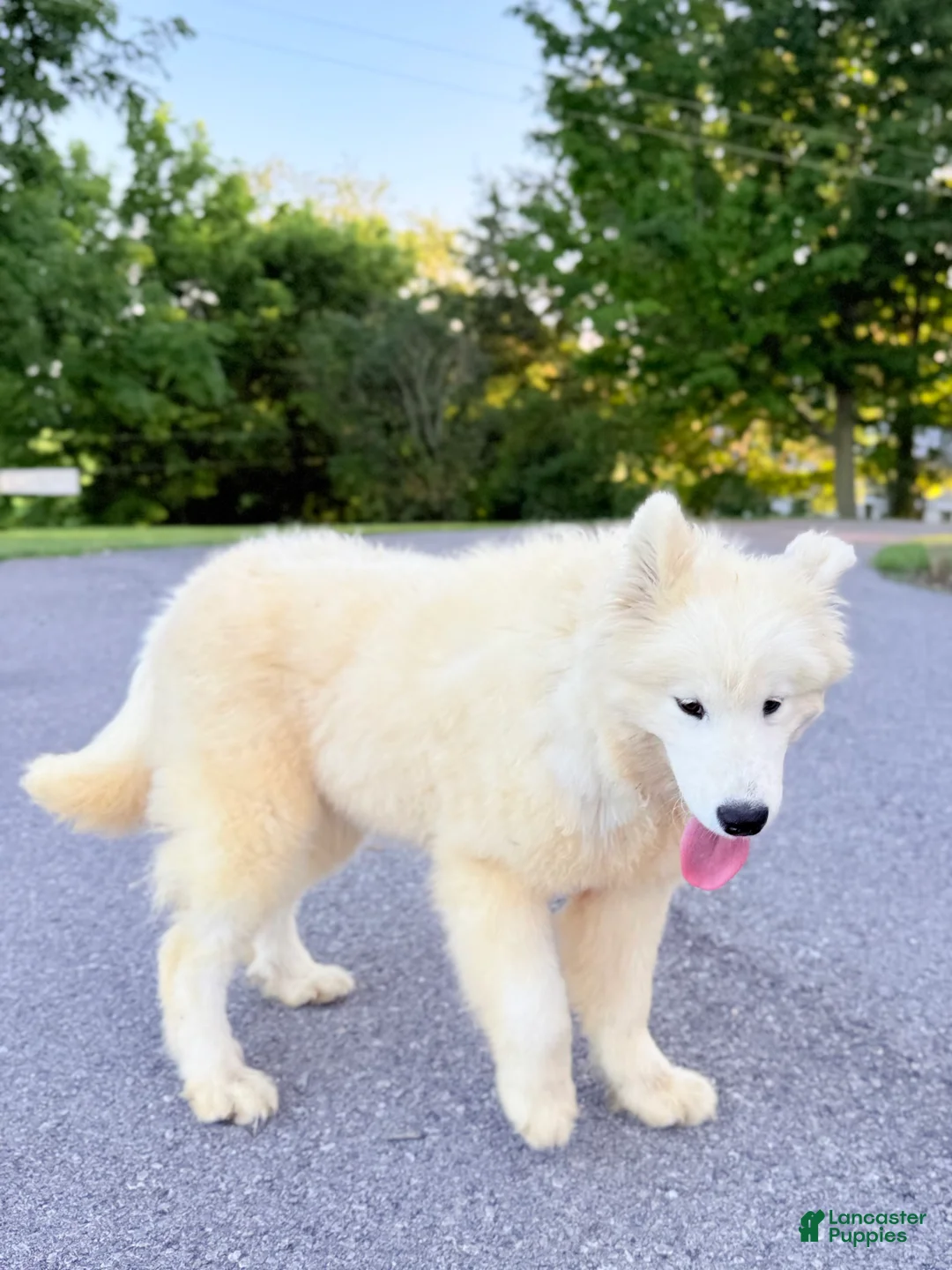 Samoyed dogs for sale: Dixie - Ad 2