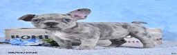 Frenchton dogs for sale: Dreamer - Ad 3