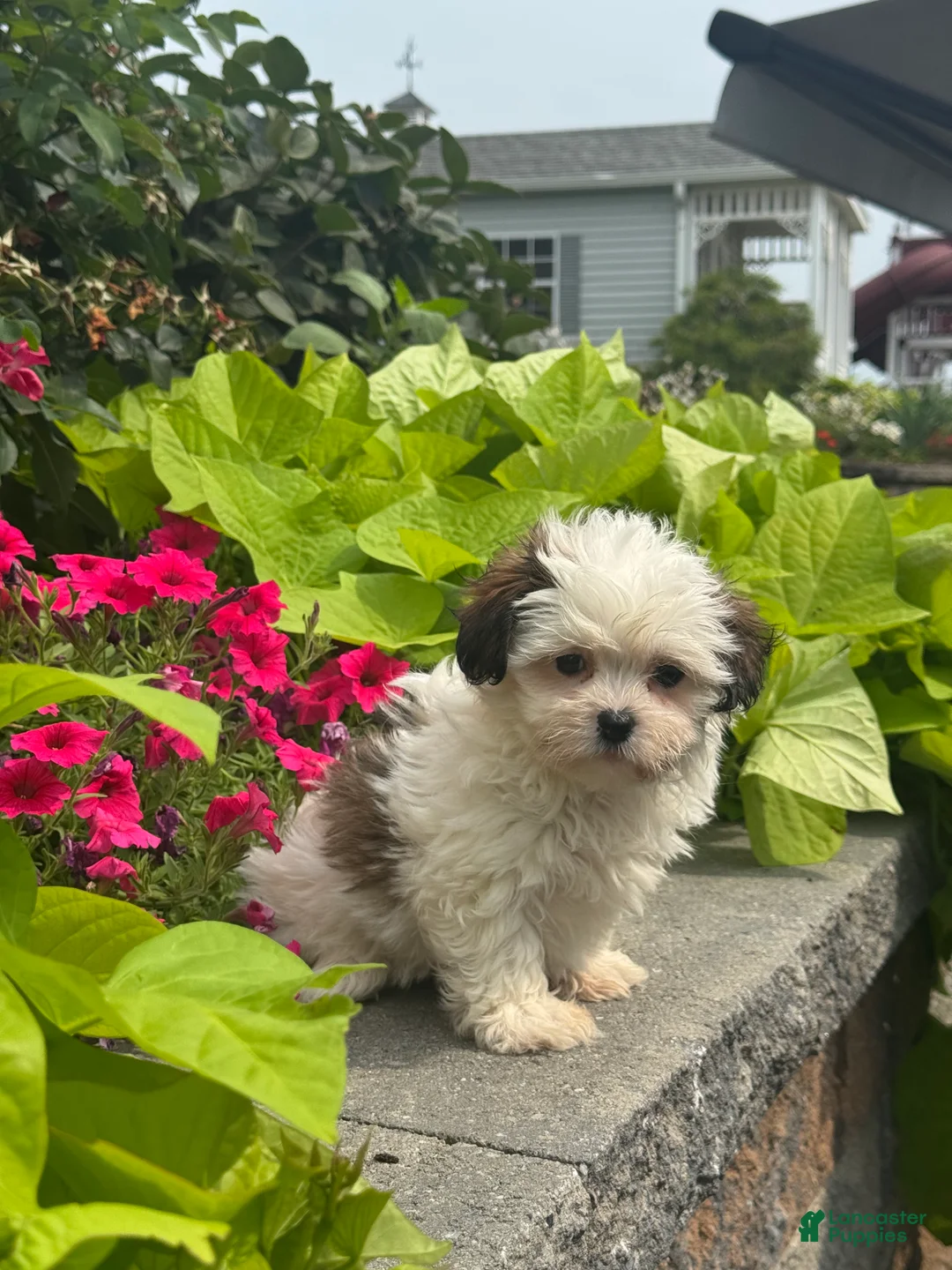 Shihpoo dogs for sale: Xena - Ad 5