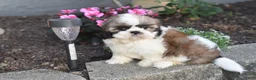 Shih Tzu dogs for sale: Barbie - Ad 7