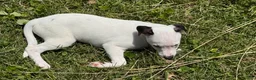 Jack Russell Terrier dogs for sale: Snoopy - Ad 6