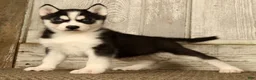 Siberian Husky dogs for sale: Thomas - Ad 4