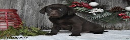 Labrador Retriever dogs for sale: Silas - Ad 2