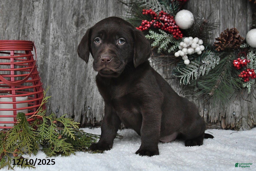 Labrador Retriever dogs for sale: Silas - Ad 2