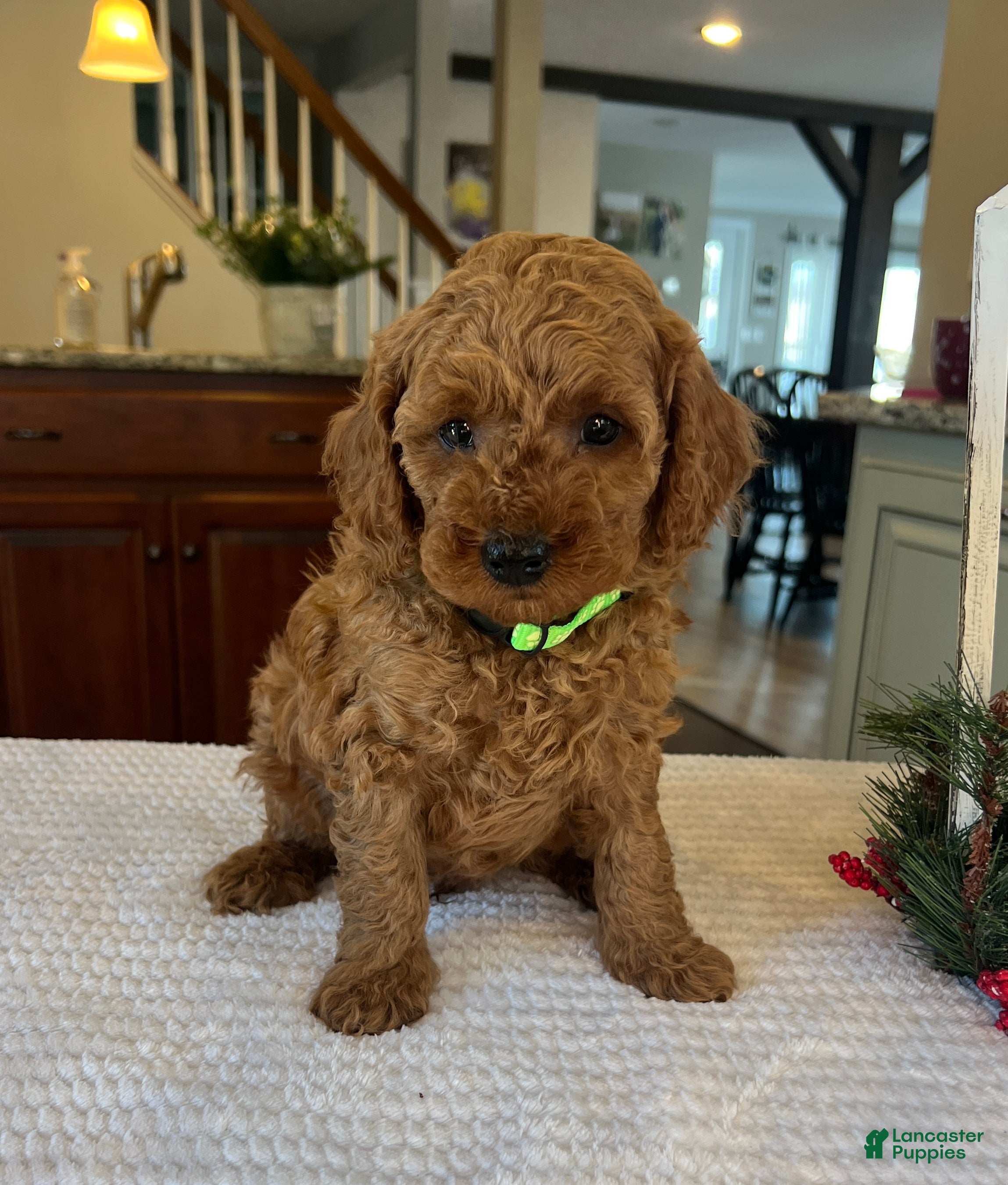 Mini Goldendoodle dogs Buddy - Ad 23