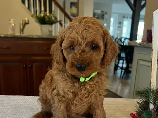 Mini Goldendoodle dogs Buddy - Ad 1