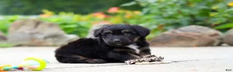 Mini Aussiedoodle dogs for sale: Austin - Ad 7