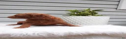 Goldendoodle dogs for sale: Stripes  - Ad 3
