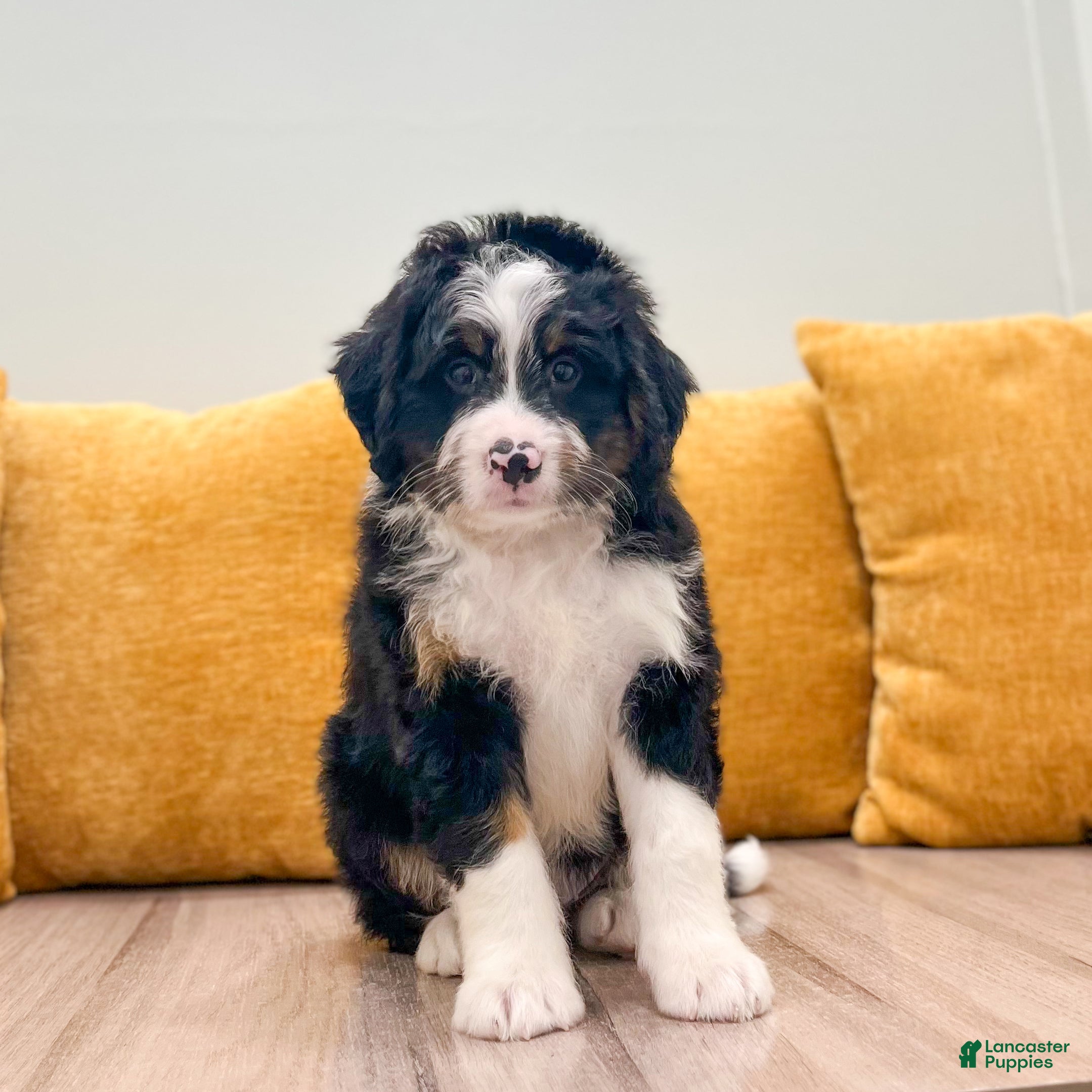 Mini Bernedoodle dogs Harrison - Ad 1