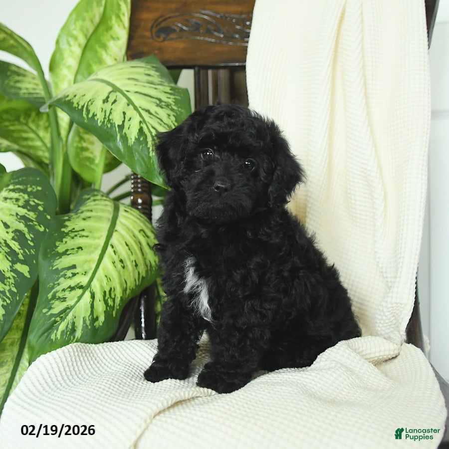 Miniature Poodle dogs for sale: Skipper - Ad 4