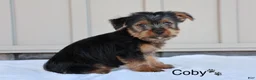 Yorkshire Terrier dogs for sale: Coby - Ad 3