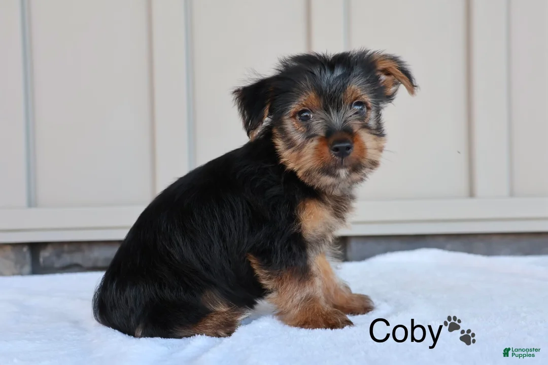Yorkshire Terrier dogs for sale: Coby - Ad 3