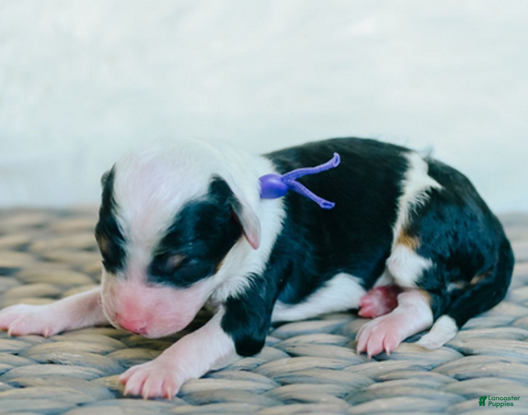 Bernedoodle dogs for sale: Mistletoe - Ad 5