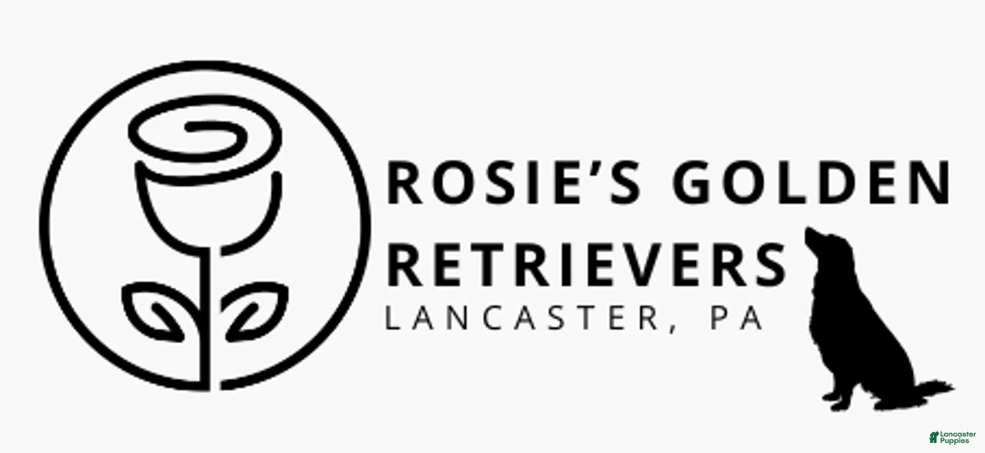 Golden Retriever dogs for sale: Rudy - Ad 6