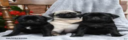 Pug dogs for sale: Barbie - Ad 3