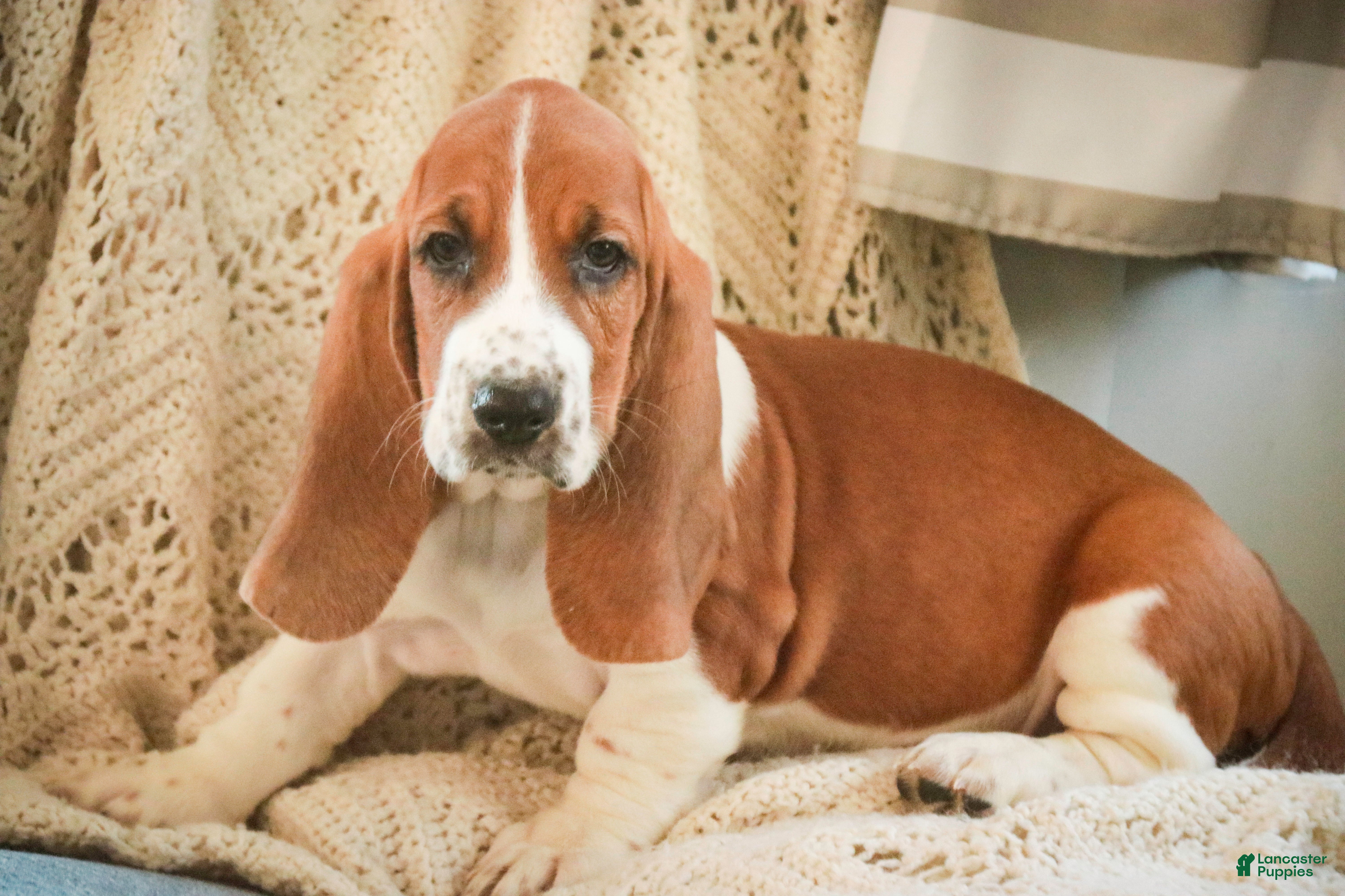 Basset Hound dogs Anya - Ad 1