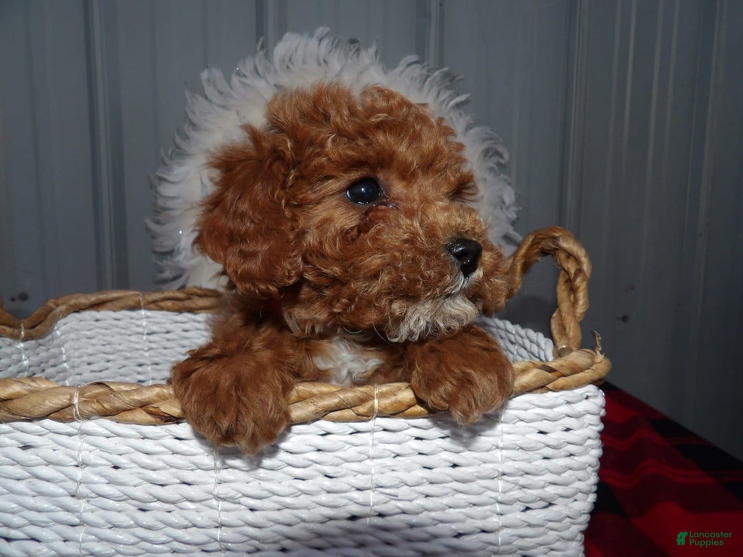 Gallery Image {{count}}