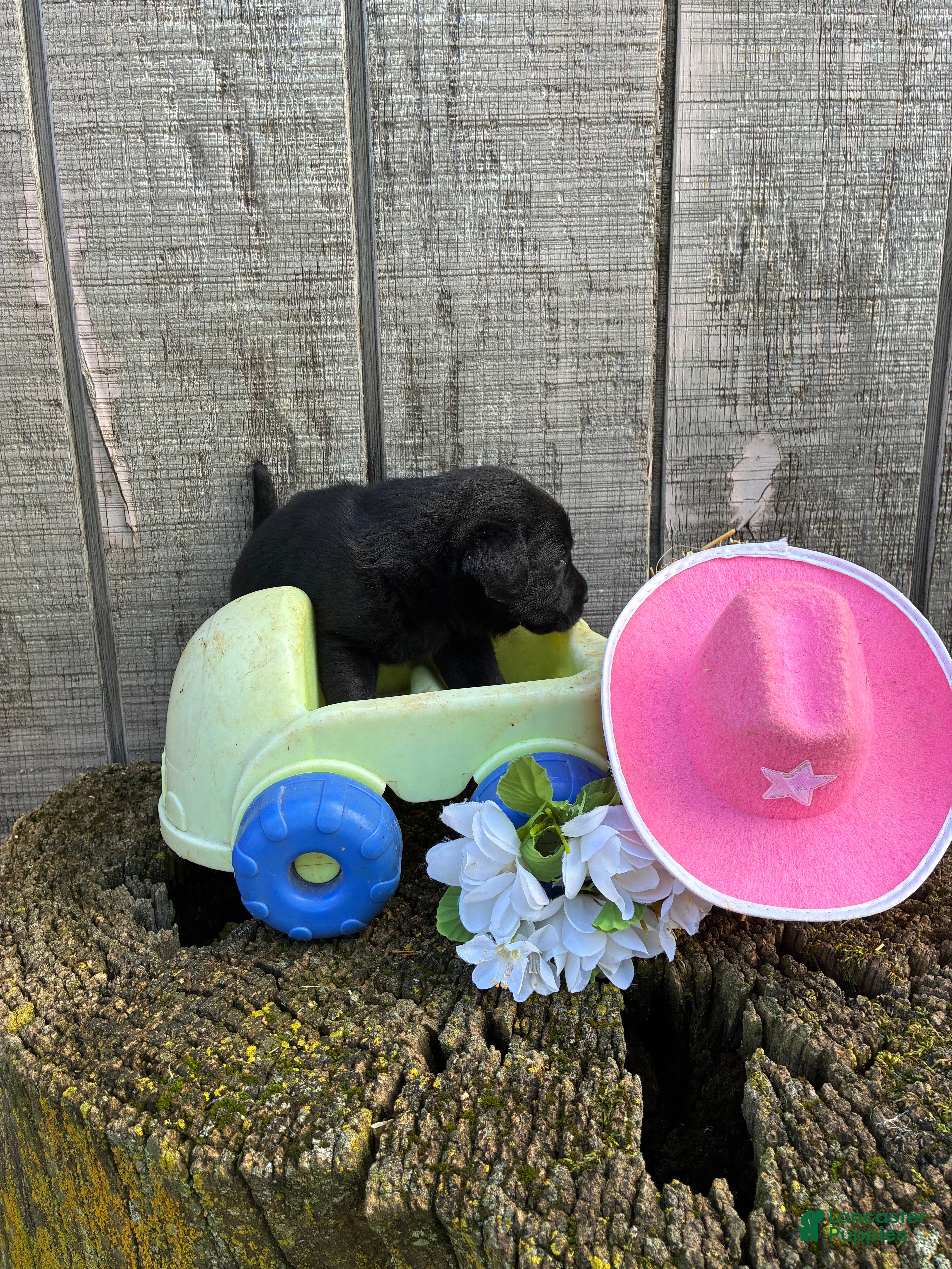 Labrador Retriever dogs Labrador Retriever 8 - Ad 1