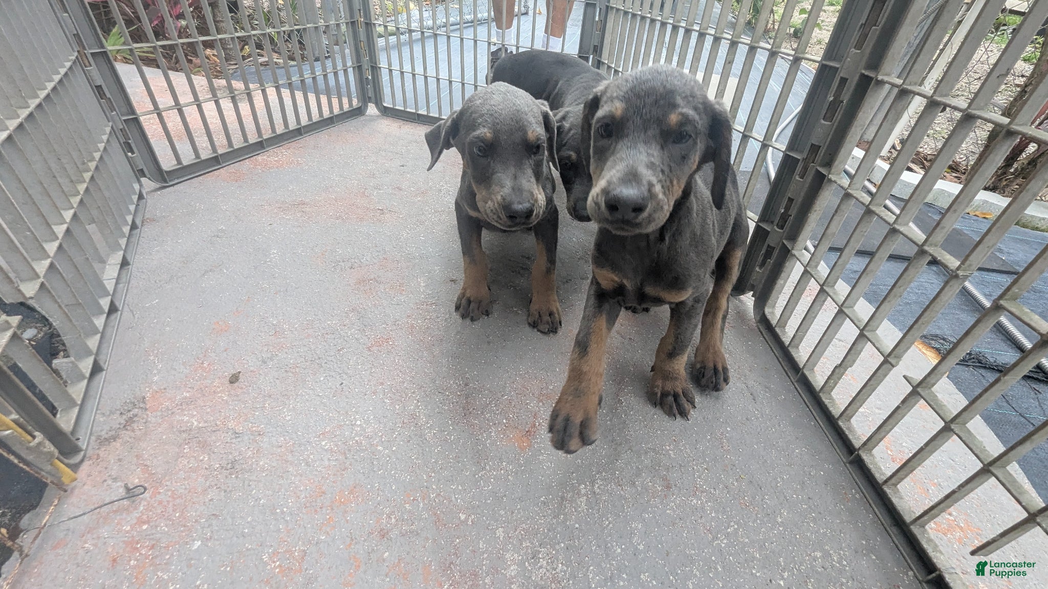 Doberman Pinscher dogs Doberman Pinscher Puppy 5 - Ad 6