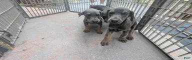 Doberman Pinscher Puppy 5