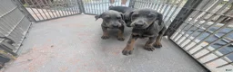 Doberman Pinscher dogs for sale: Doberman Pinscher Puppy 5 - Ad 1