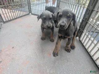 Doberman Pinscher dogs Doberman Pinscher Puppy 5 - Ad 6