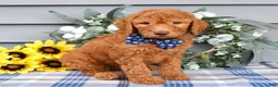 Standard Poodle dogs for sale: Richie  - Ad 10