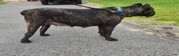 Cane Corso dogs for sale: ICCF Savage  - Ad 4