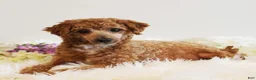 Toy Poodle dogs for sale: Hydrangea - Ad 5
