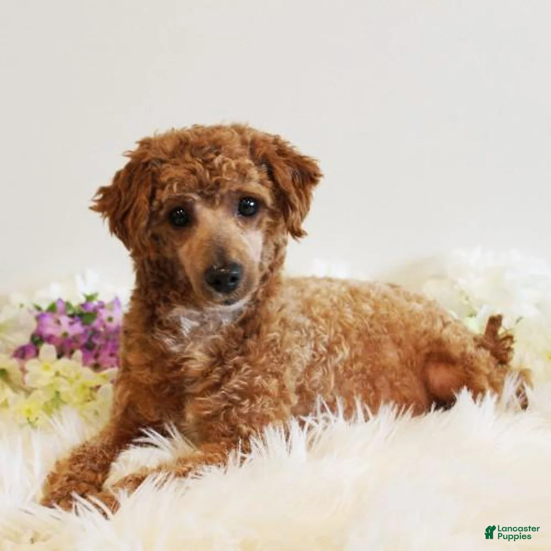 Toy Poodle dogs for sale: Hydrangea - Ad 5