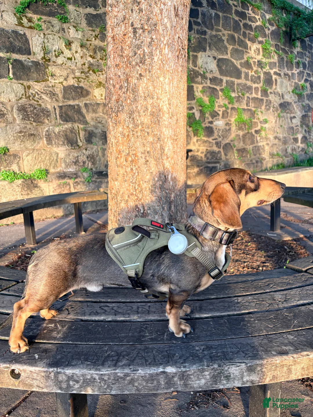 Gallery Image {{count}}