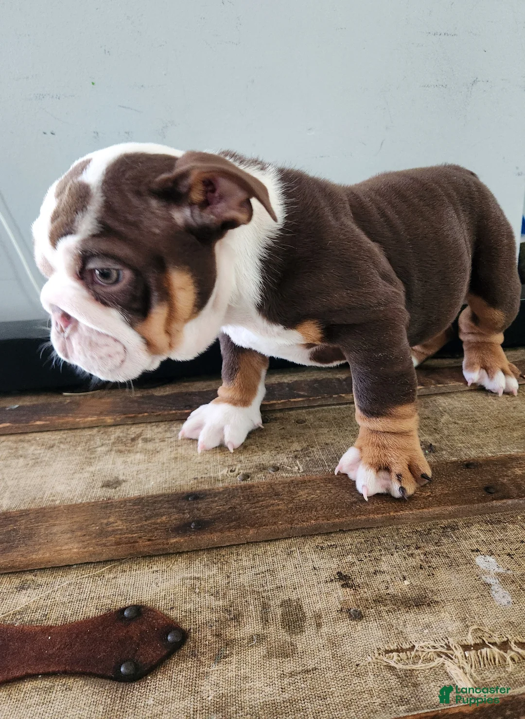 English Bulldog dogs for sale: Remy - Ad 1