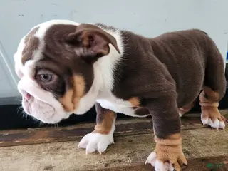English Bulldog dogs for sale: Remy - Ad 1
