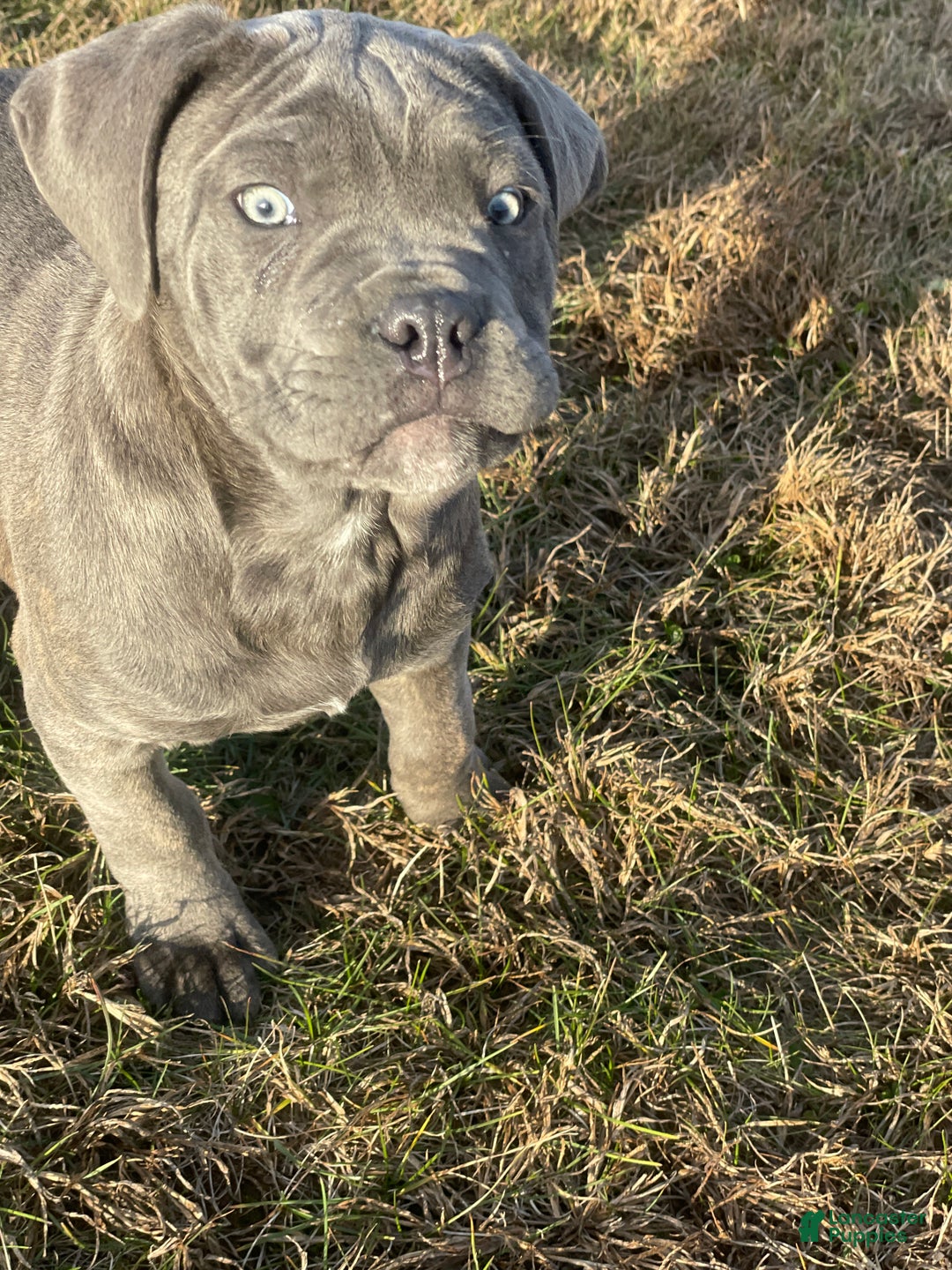 Cane Corso dogs for sale: Rosy Cane Corso Puppy 4  - Ad 4