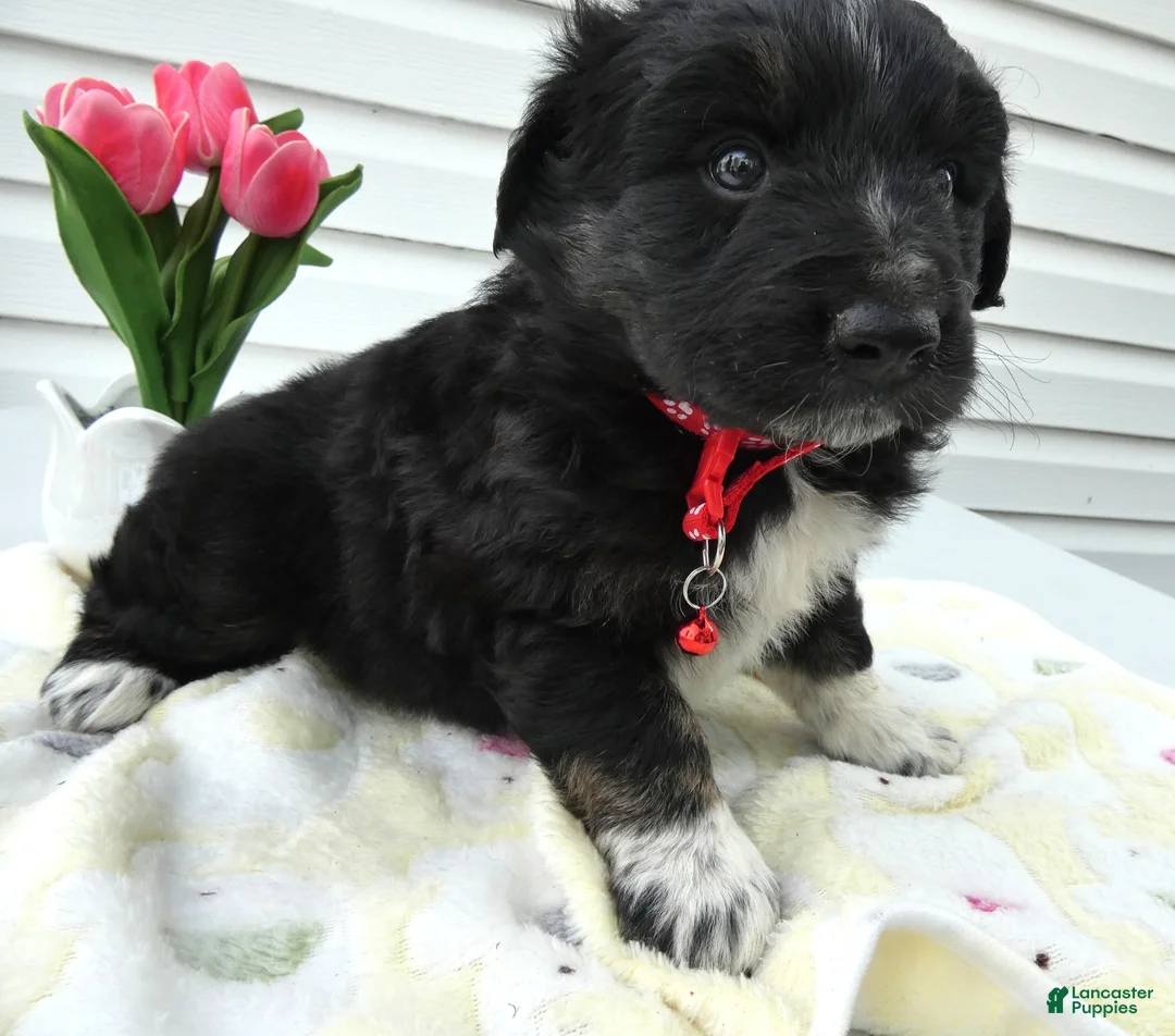 Miniature Australian Shepherd dogs for sale: Miniature Australian Shepherd Puppy 4 Star - Ad 2