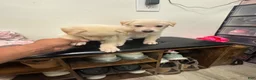 German Shepherd dogs for sale: RiRi - Ad 7