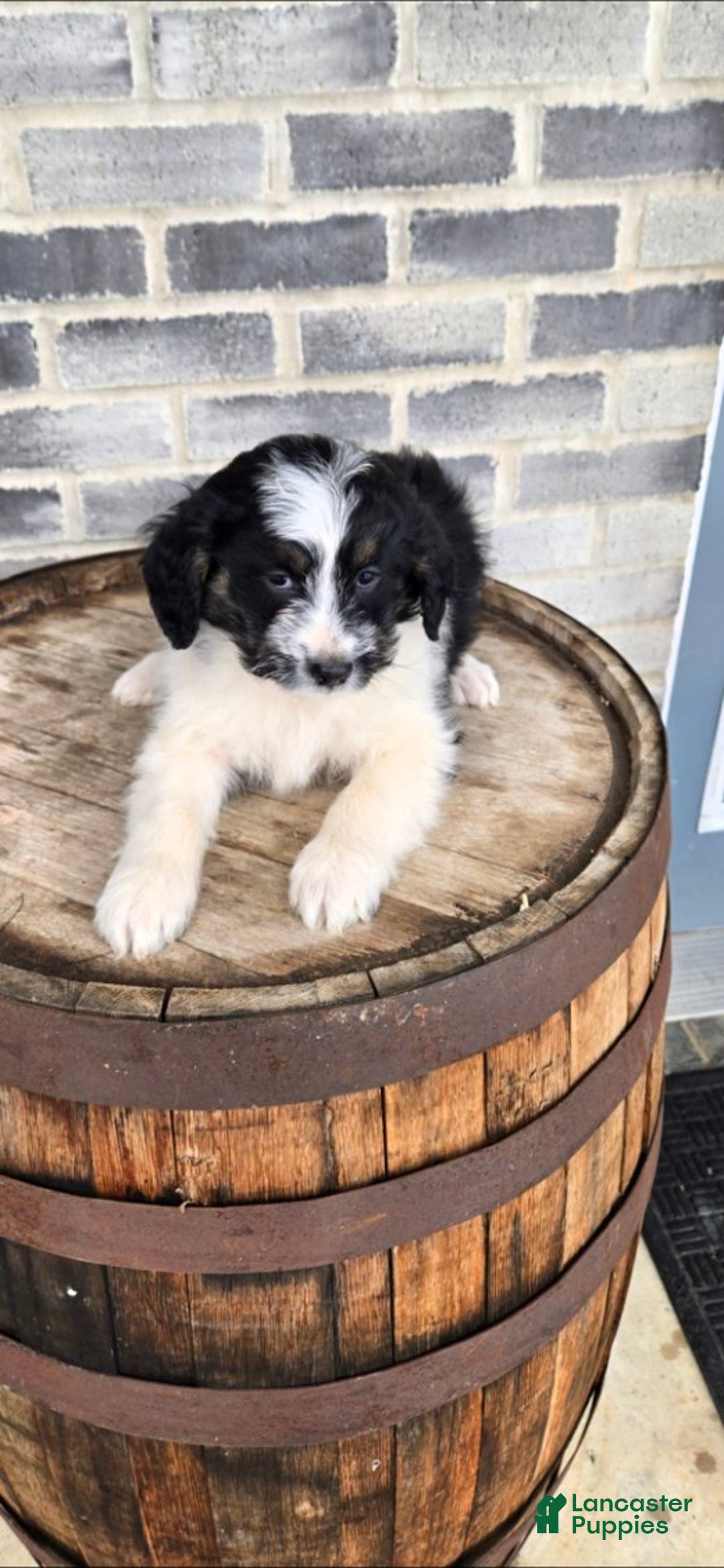 Mini Aussiedoodle dogs for sale: Rocky – Male (Tri-Color) - Ad 4