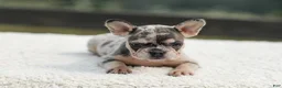 French Bulldog dogs for sale: Issy - Ad 13
