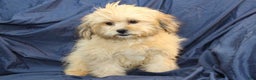 Shihpoo dogs for sale: Abilene - Ad 3