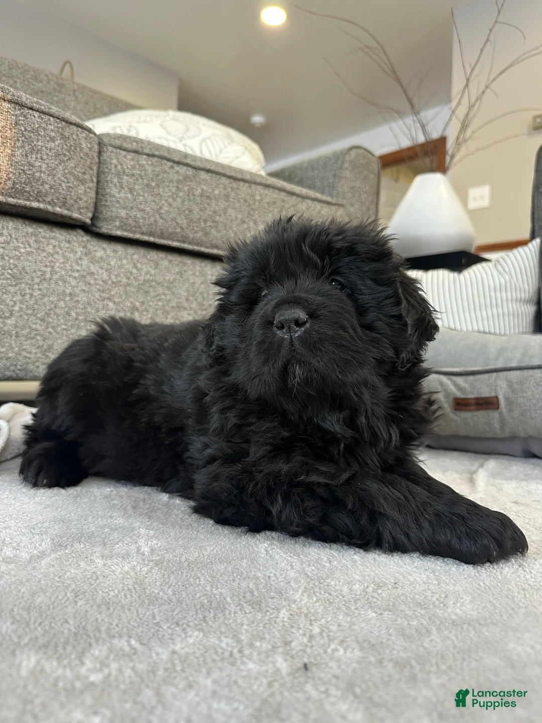 Newfoundland dogs for sale: “ Margo”  - Ad 7