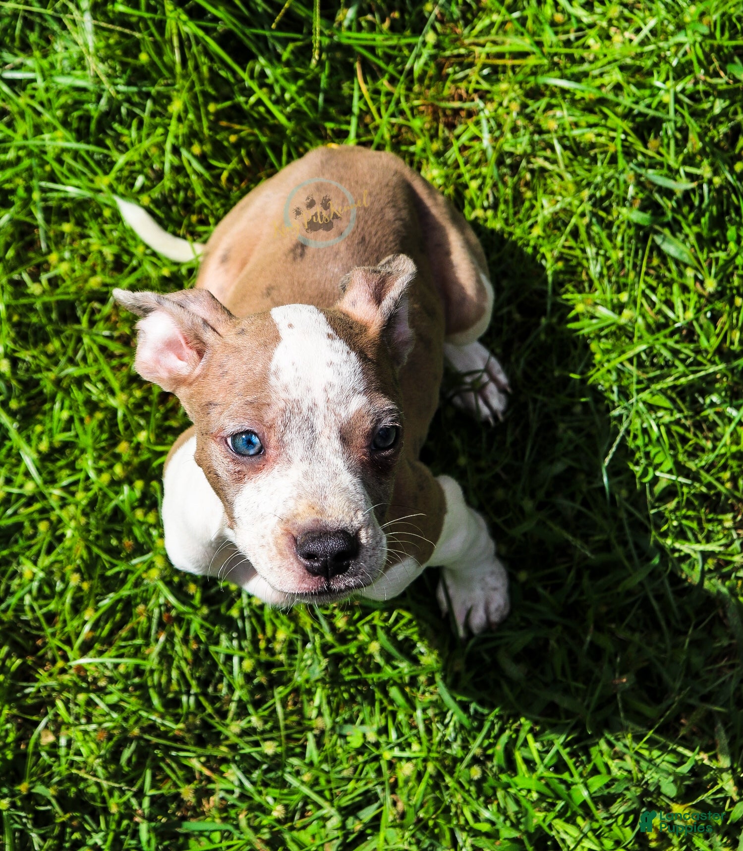 American Bully dogs Purple - Ad 14