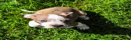 American Bully dogs for sale: Purple - Ad 1