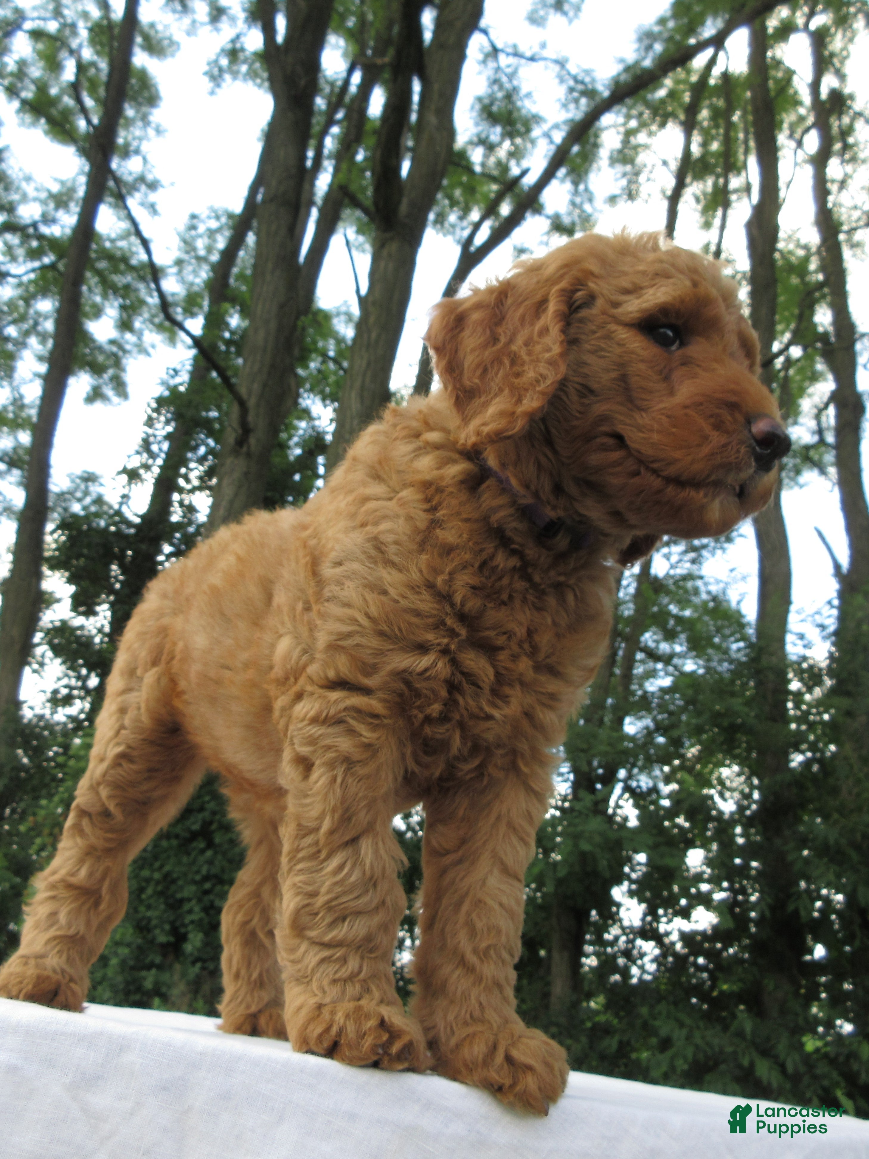 Goldendoodle dogs Amber - Ad 1