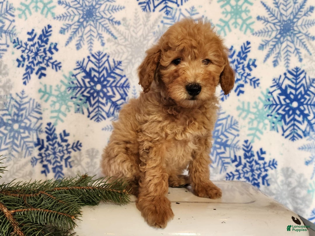 Mini Goldendoodle dogs for sale: Dover - Ad 6