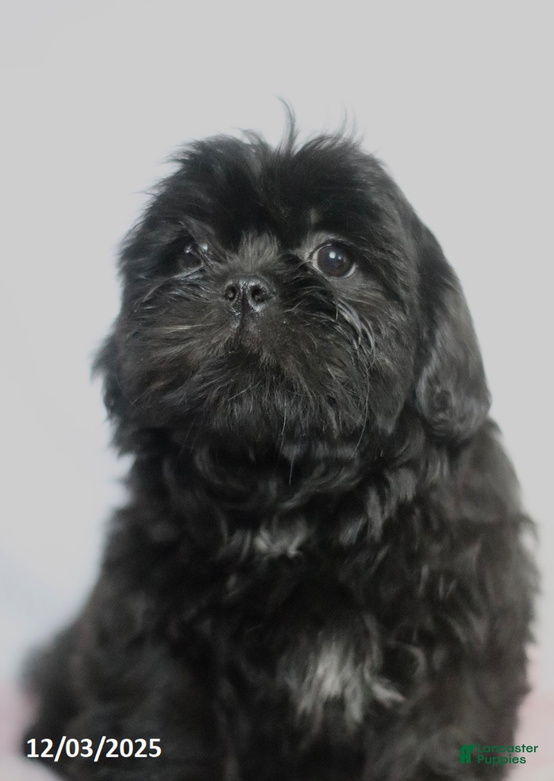 Shih Tzu dogs for sale: Kim  - Ad 4