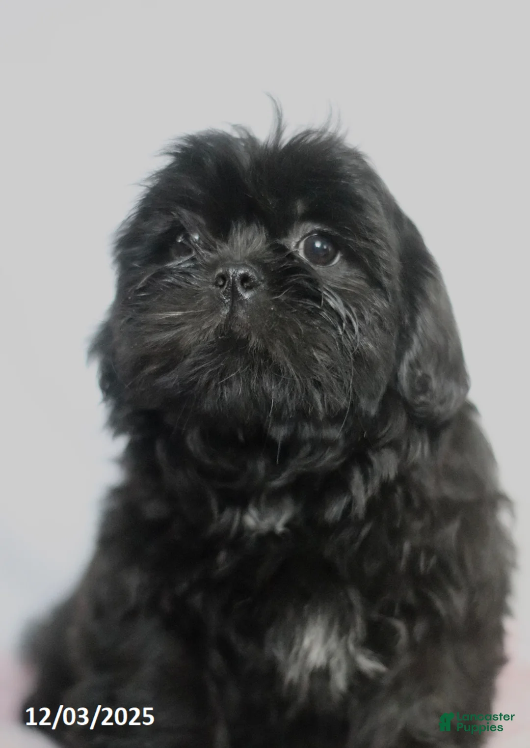Shih Tzu dogs for sale: Kim  - Ad 4