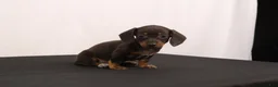 Dachshund dogs for sale: Nancy - Ad 12