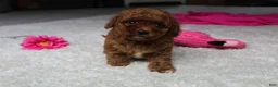 Cavapoochon dogs for sale: Molly - Ad 4