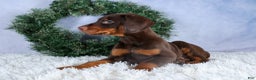 Doberman Pinscher dogs for sale: TOBY - Ad 7