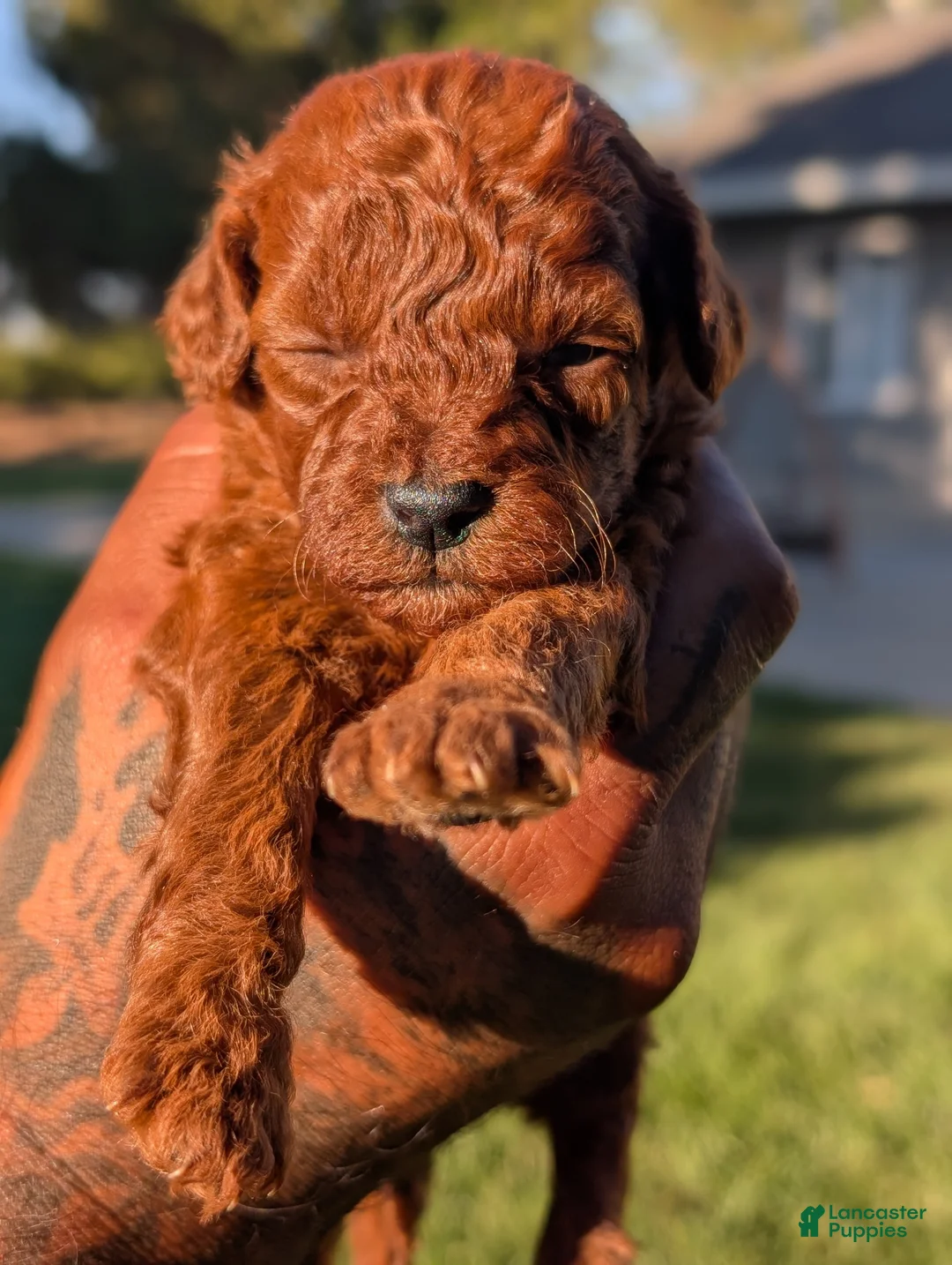 Mini Goldendoodle dogs for sale: 🍂 AUTUMN  - Ad 2